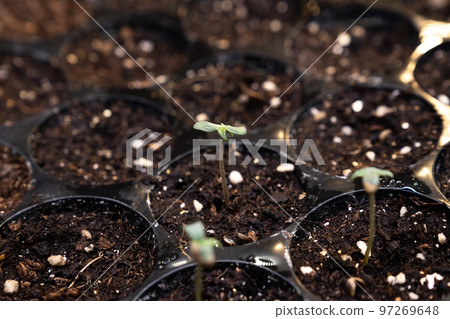 Closeup seedlings, cannabis seedlings in gratifying soil-filled planting tray. 97269648