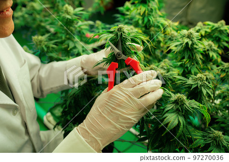 Scientists gather gratifying cannabis plant bud in grow facility. Scientists gather gratifying cannabis plant bud in grow facility. 97270036