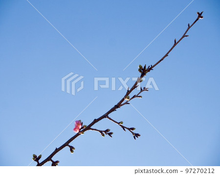 Kawazu cherry blossoms in full bloom against the blue sky Kawazu cherry blossoms in full bloom against the blue sky 97270212