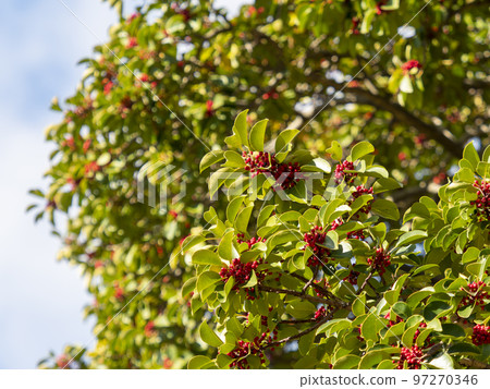 紅果冬青圓形樹 97270346