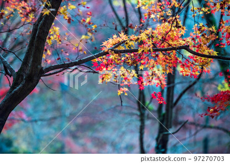 菊池神社的紅葉美景 97270703