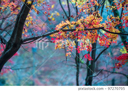菊池神社的紅葉美景 97270705
