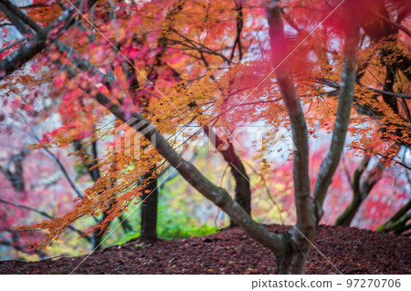 菊池神社的紅葉美景 97270706