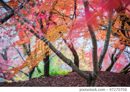 菊池神社的紅葉美景 97270708