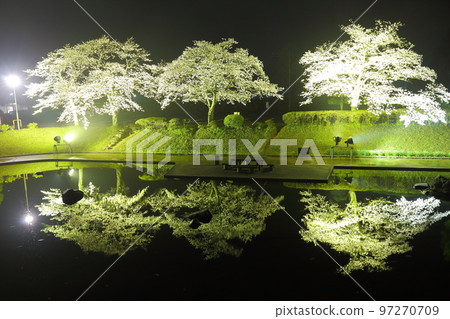 櫻花的點燈與倒影（大分縣臼杵市） 97270709