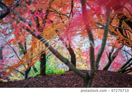 Scenery of Kikuchi Shrine with beautiful autumn foliage 97270710