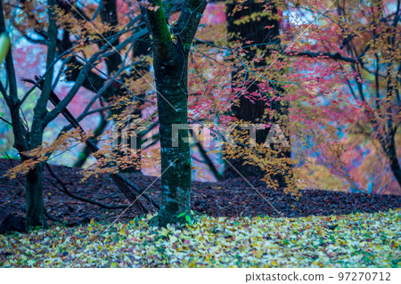 菊池神社的紅葉美景 97270712