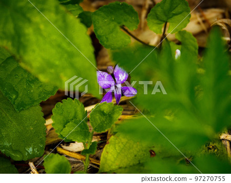 紫花堇菜 紫花堇菜 97270755