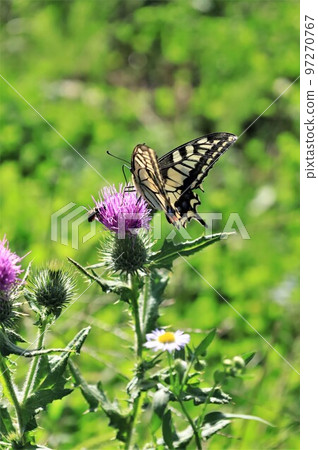 Thistle and swallowtail butterfly 97270767