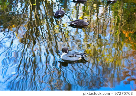 鴨鴨 鴨鴨 97270768