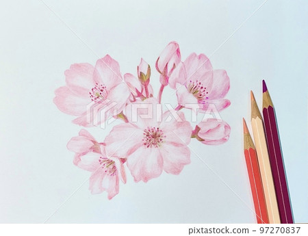Cherry blossoms Cherry blossoms 97270837