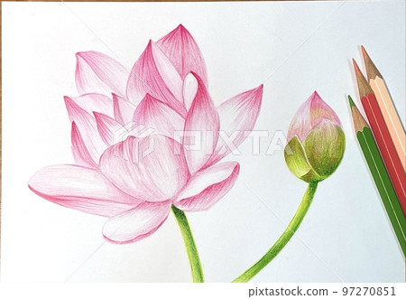  Lotus 97270851