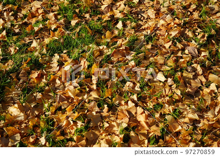 銀杏葉 銀杏葉 97270859