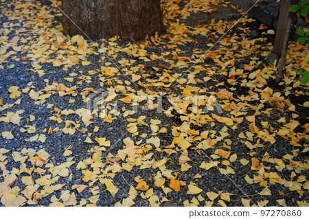 銀杏秋天 97270860