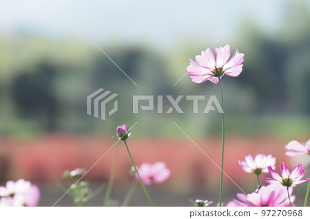 背景中的粉色波斯菊和地膚 背景中的粉色波斯菊和地膚 97270968