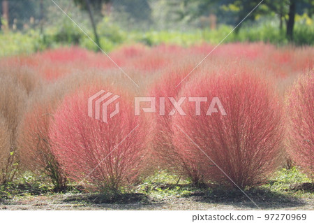 公園裡的地膚 97270969