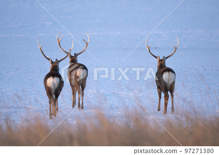 Three Yezo deer walking on the snowy plain 97271380