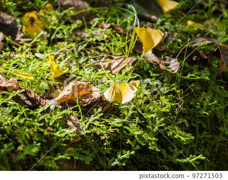 Fallen ginkgo leaves in a moss garden Fallen ginkgo leaves in a moss garden 97271503