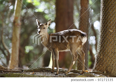 Nara Park Deer 97271535