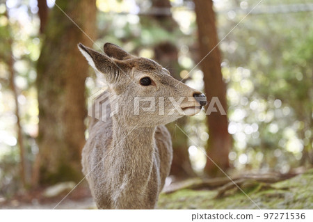 Nara Park Deer 97271536