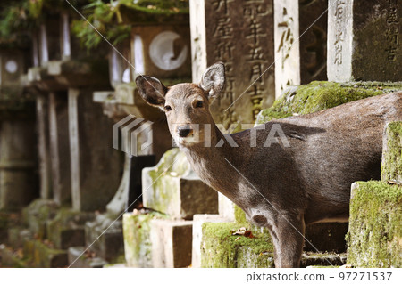 Nara Park Deer Nara Park Deer 97271537