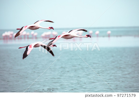 Namibia Flamingos. Group of Pink Flamingos Birds near Walvis Bay, the Atlantic Coast of Namibia, Africa.  97271579