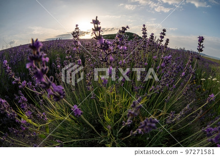 Close up Lavender flower blooming scented fields in endless rows on sunset. Selective focus on Bushes of Lavandula angustifolia purple aromatic flowers at lavender fields. Lavandula officinalis 97271581