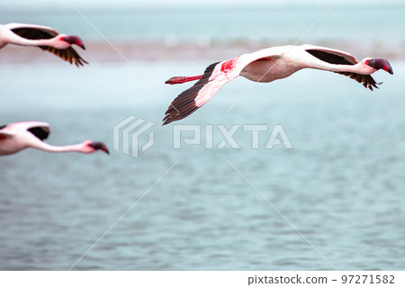 Namibia Flamingos. Group of Pink Flamingos Birds near Walvis Bay, the Atlantic Coast of Namibia, Africa.  97271582