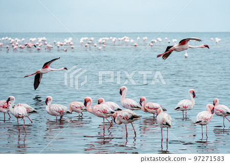 Namibia Flamingos. Group of Pink Flamingos Birds near Walvis Bay, the Atlantic Coast of Namibia, Africa.  97271583