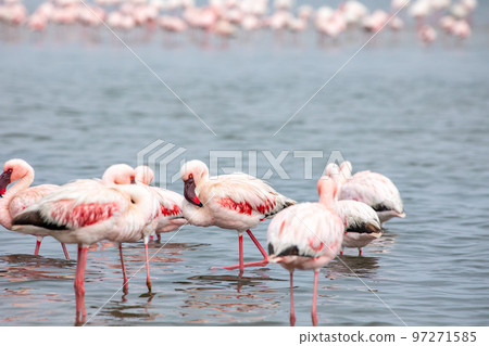 Namibia Flamingos. Group of Pink Flamingos Birds near Walvis Bay, the Atlantic Coast of Namibia, Africa.  97271585