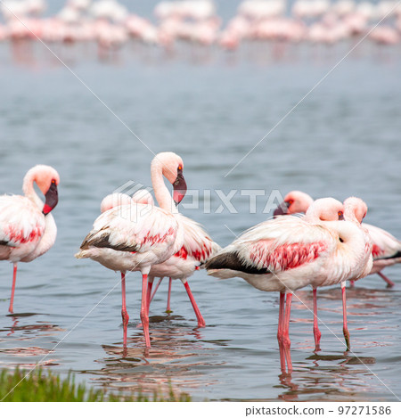 Namibia Flamingos. Group of Pink Flamingos Birds near Walvis Bay, the Atlantic Coast of Namibia, Africa.  97271586
