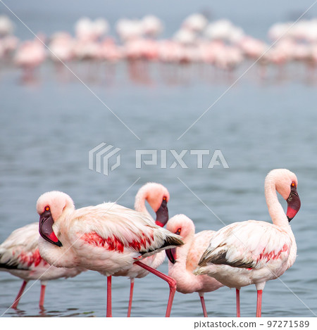 Namibia Flamingos. Group of Pink Flamingos Birds near Walvis Bay, the Atlantic Coast of Namibia, Africa.  97271589