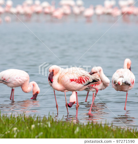 Namibia Flamingos. Group of Pink Flamingos Birds near Walvis Bay, the Atlantic Coast of Namibia, Africa.  97271590