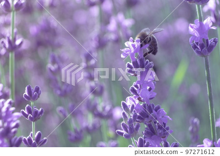 Blooming lavender pollinated by bee in a field at sunset. Proven Blooming lavender pollinated by bee in a field at sunset. Proven 97271612