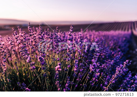 Lavender flower background with beautiful purple colors and boke Lavender flower background with beautiful purple colors and boke 97271613