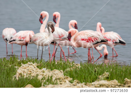 Namibia Flamingos. Group of Pink Flamingos Birds near Walvis Bay, the Atlantic Coast of Namibia, Africa.  97271630