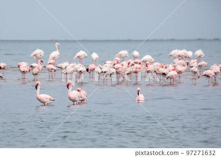 Namibia Flamingos. Group of Pink Flamingos Birds near Walvis Bay, the Atlantic Coast of Namibia, Africa.  97271632