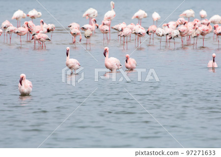 Namibia Flamingos. Group of Pink Flamingos Birds near Walvis Bay, the Atlantic Coast of Namibia, Africa.  97271633