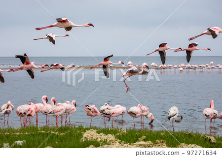 Namibia Flamingos. Group of Pink Flamingos Birds near Walvis Bay, the Atlantic Coast of Namibia, Africa.  97271634