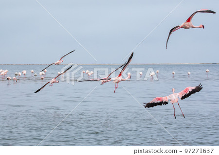 Namibia Flamingos. Group of Pink Flamingos Birds near Walvis Bay, the Atlantic Coast of Namibia, Africa.  97271637