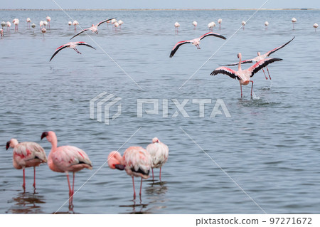 Namibia Flamingos. Group of Pink Flamingos Birds near Walvis Bay, the Atlantic Coast of Namibia, Africa.  97271672