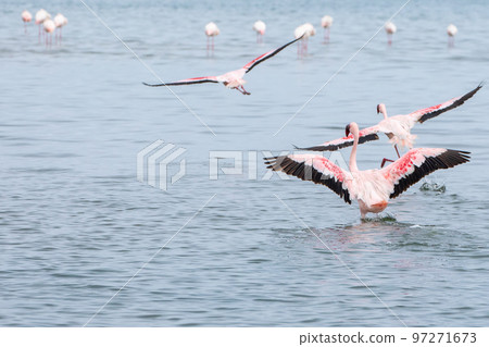 Namibia Flamingos. Group of Pink Flamingos Birds near Walvis Bay, the Atlantic Coast of Namibia, Africa.  97271673