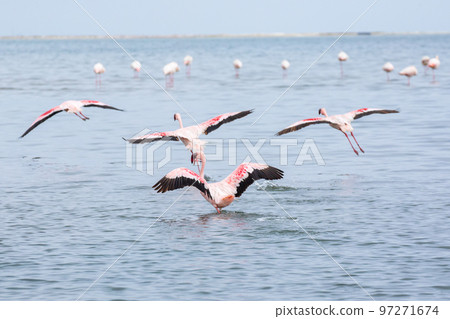 Namibia Flamingos. Group of Pink Flamingos Birds near Walvis Bay, the Atlantic Coast of Namibia, Africa.  97271674