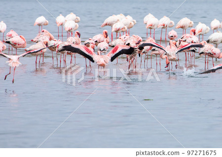 Namibia Flamingos. Group of Pink Flamingos Birds near Walvis Bay, the Atlantic Coast of Namibia, Africa.  97271675