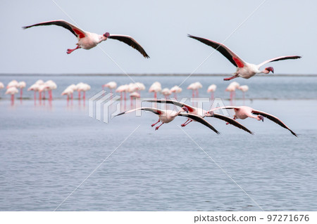 Namibia Flamingos. Group of Pink Flamingos Birds near Walvis Bay, the Atlantic Coast of Namibia, Africa.  97271676