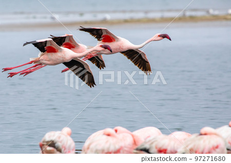 Namibia Flamingos. Group of Pink Flamingos Birds near Walvis Bay, the Atlantic Coast of Namibia, Africa.  97271680