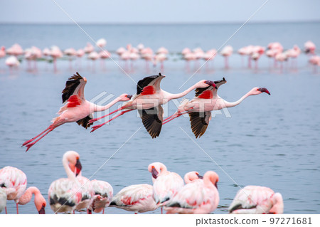 Namibia Flamingos. Group of Pink Flamingos Birds near Walvis Bay, the Atlantic Coast of Namibia, Africa.  97271681