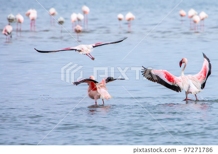 Namibia Flamingos. Group of Pink Flamingos Birds near Walvis Bay, the Atlantic Coast of Namibia, Africa.  97271786