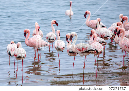 Namibia Flamingos. Group of Pink Flamingos Birds near Walvis Bay, the Atlantic Coast of Namibia, Africa.  97271787