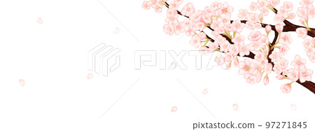 Spring white background frame with scattered cherry blossom petals 97271845